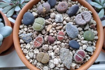 Pumice Vs Lava Rock For Plants – Which One Works Best?