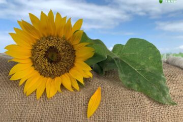 Sunflower Petals Falling Off? Best Things You Can Do