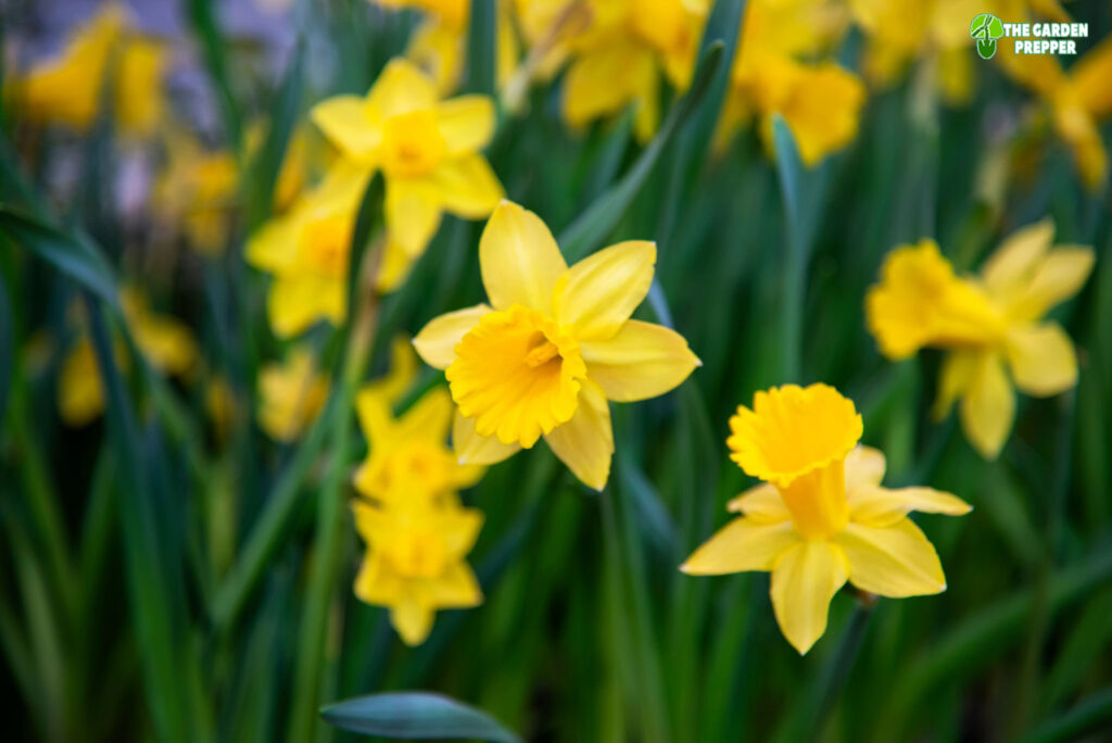 why are my daffodils falling over