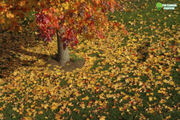 Should I Cut Down My Sweet Gum Tree (Explained)