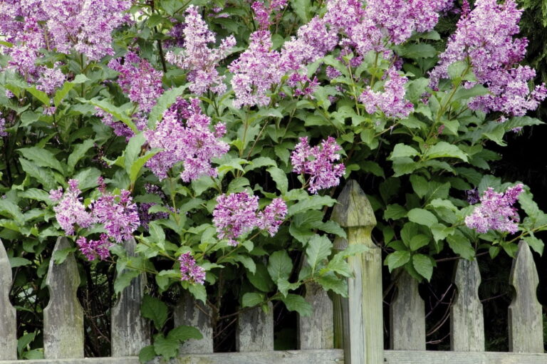 Why Are My Lilac Leaves Turning Brown? (Revealed)