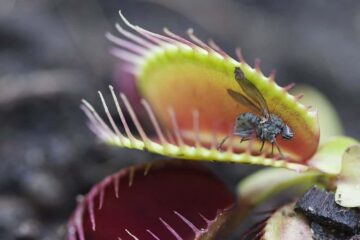 Do Venus Fly Traps Eat Gnats? Useful Tips To Make Use Of This Plant