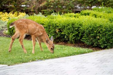 How To Attract Deer To Your Yard