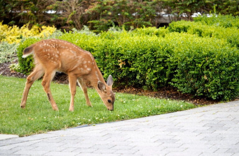 How To Attract Deer To Your Yard