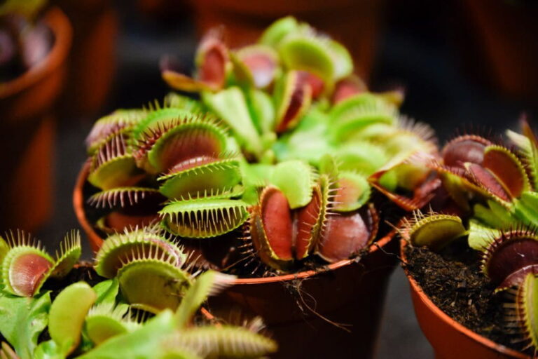 Do Venus Fly Traps Eat Gnats? Useful Tips To Make Use Of This Plant