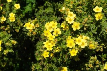 Potentilla Shrub Dying? What Is The Real Reason Behind It?