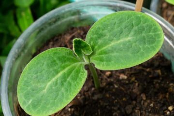 How To Grow Butternut Squash In Small Space (Solved)