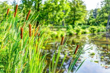 4 Benefits Of Cattails In Ponds (Explained)