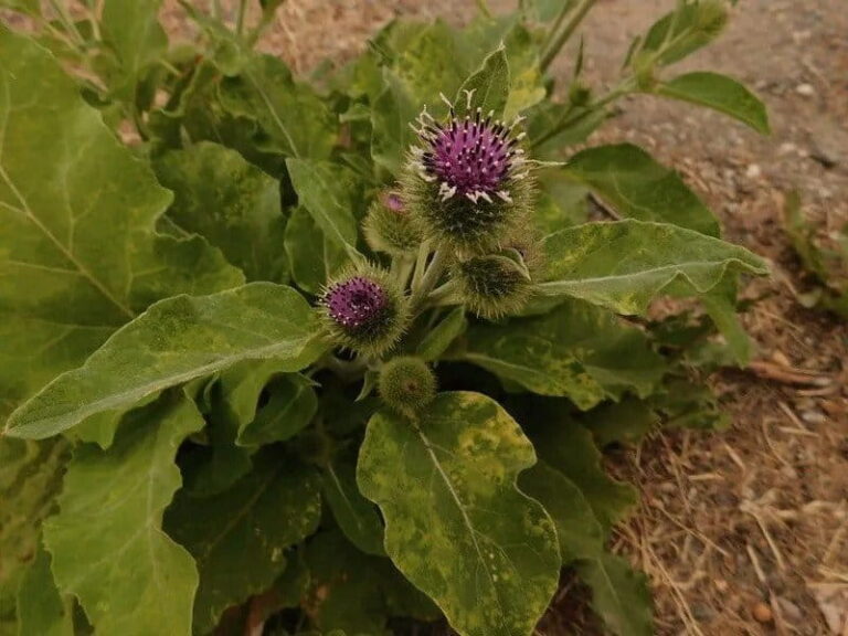 Weeds That Look Like Rhubarb? How To Recognize And Avoid