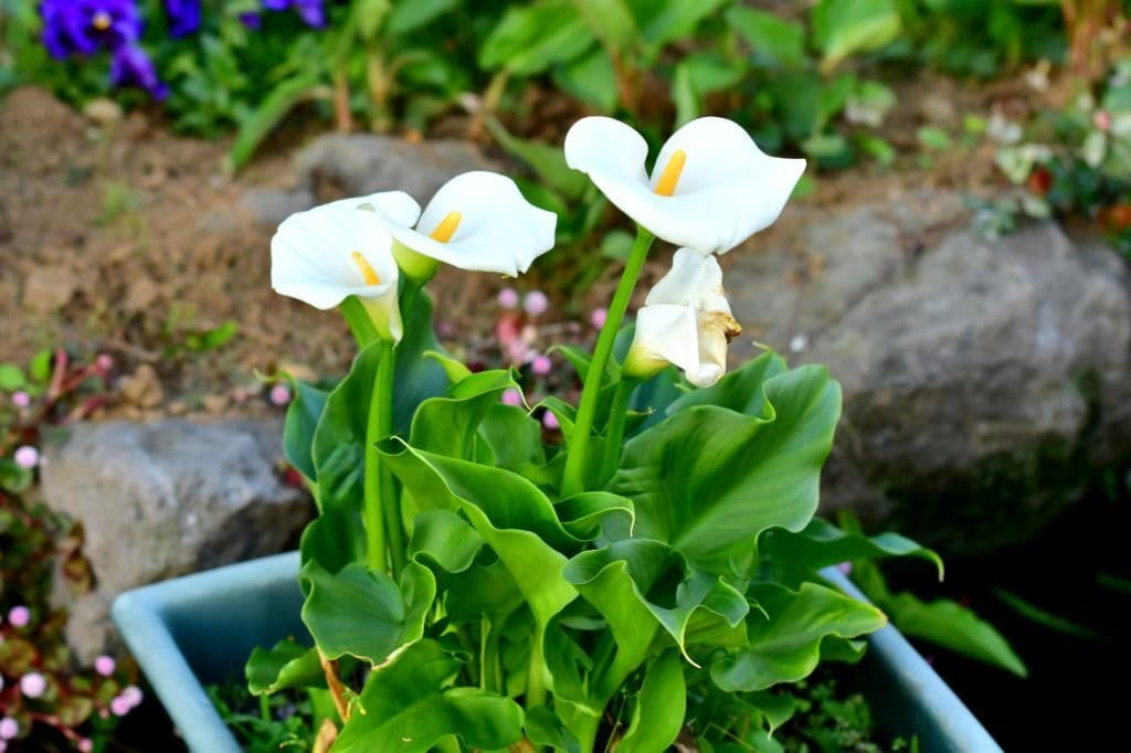 can I plant a potted calla lily outside