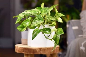 Do Pothos Like Direct Sunlight? Right Amount Of Light You Need To Know