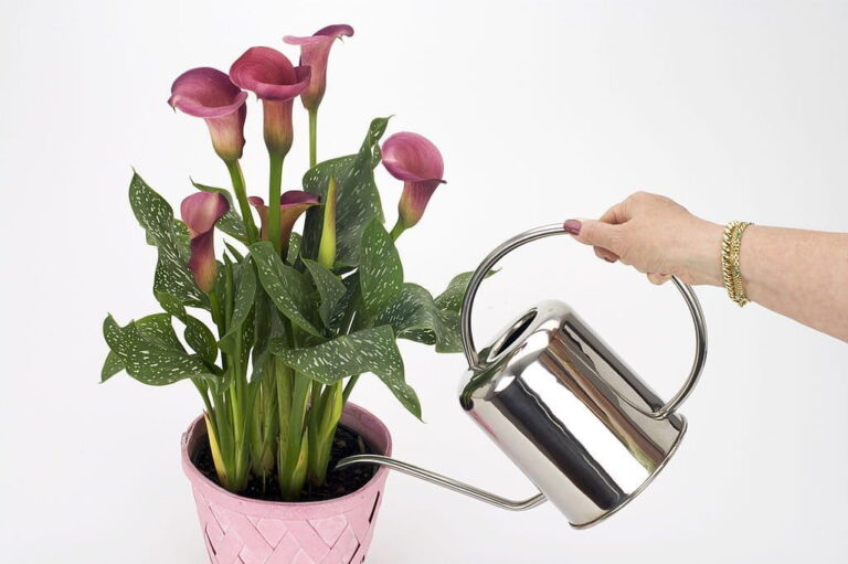 How Often Should You Water Calla Lilies? (Solved)