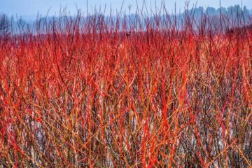 Red Twig Dogwood Companion Plants? Which Is The Best Choice For You