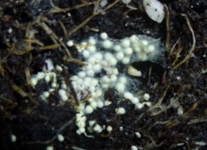 spider eggs in plant soil