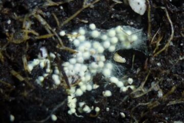 Spider Eggs In Plant Soil? Best Way For You To Deal With