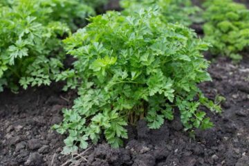 Weeds That Look Like Parsley? Easy Way For You To Distinguish