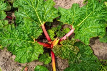 Weeds That Look Like Rhubarb? How To Recognize And Avoid