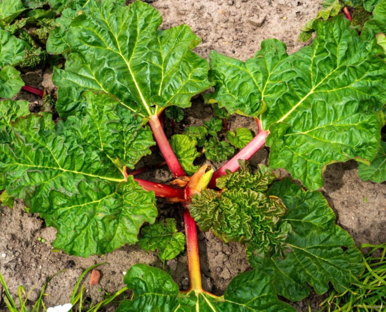 Weeds That Look Like Rhubarb? How To Recognize And Avoid