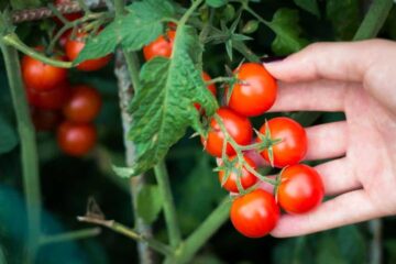 Weeds That Look Like Tomato Plants? Detailed Names You Need To Know