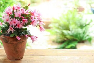 Why Are The Leaves On My Christmas Cactus Limp? (Explained)