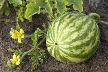 How To Grow Watermelon In A Small Space? (Solved)