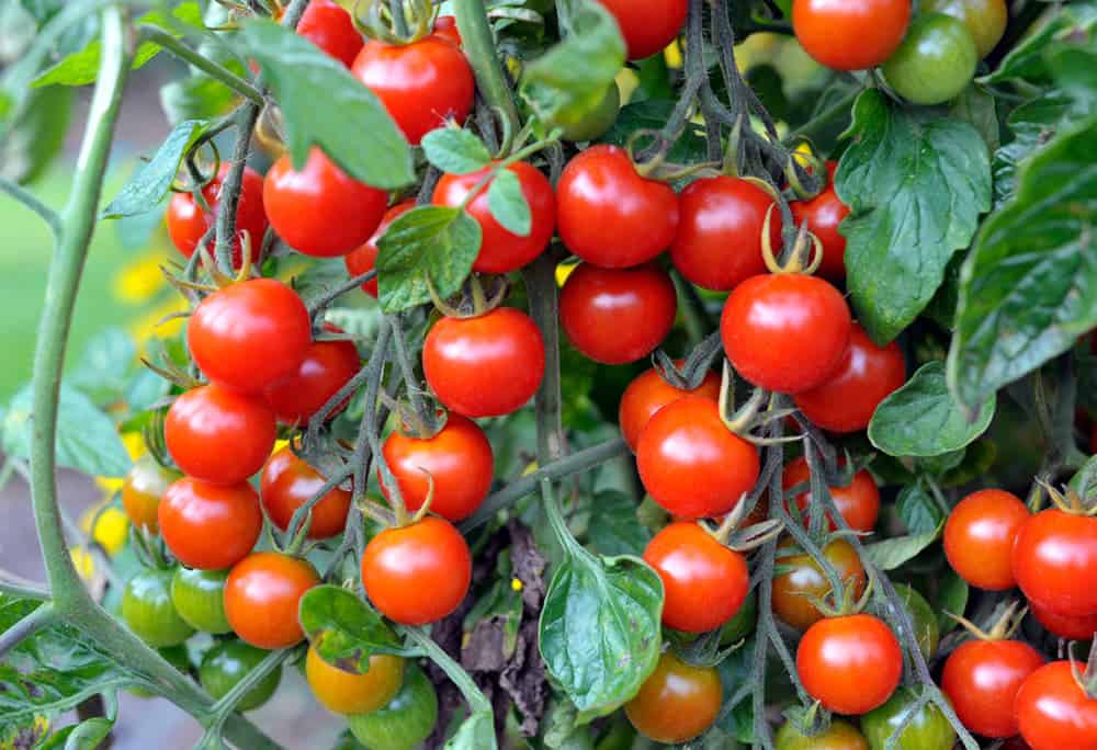 Tomato plants growing very slowly