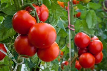 Tomato Plants Growing Very Slowly (Cause And Solution)