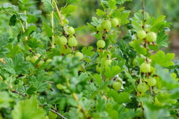 Why Does My Gooseberry Bush Not Fruit? (Explained)