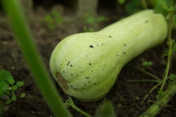 5 Butternut Squash Growing Problems (Explained)