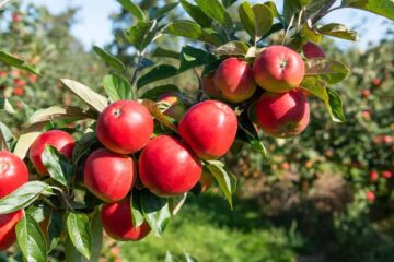 Top 5 Best Fruit Trees That Grow In Virginia (Newest 2023)