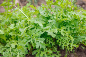 how much water does arugula need