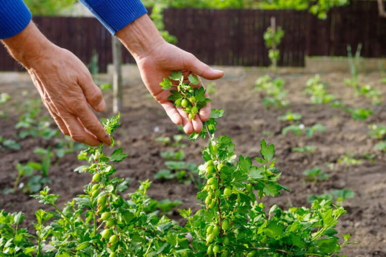 Why Are Gooseberries Illegal? (Explained)
