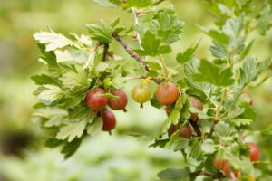 Why Does My Gooseberry Bush Not Fruit? (Explained)