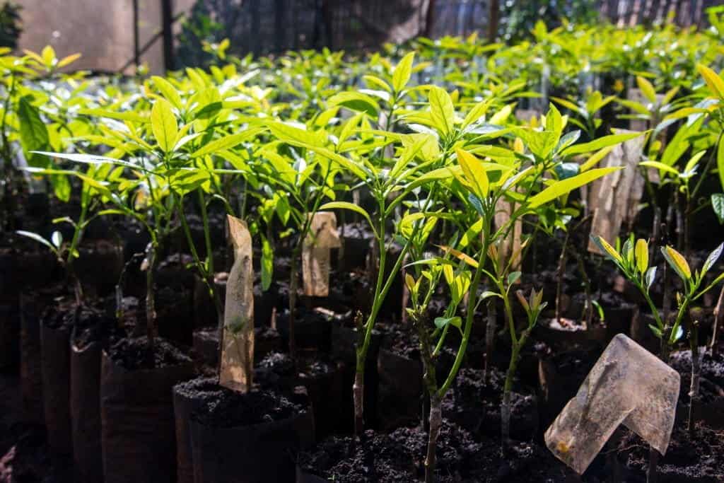 how to grow avocado seed in plastic bag