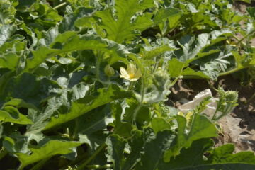 How To Tell If Watermelon Is Pollinated (Explained)