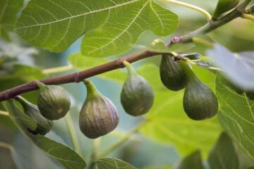 Planting Fig Cuttings Directly In The Ground (Successful Experience)