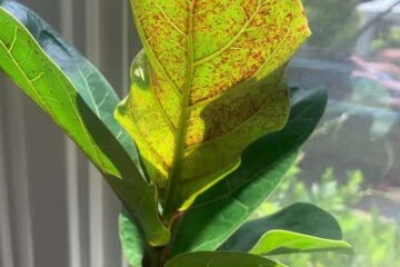 Red Spots On Fiddle Leaf Fig? (Explained)