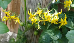 should you pick the first flowers off tomato plants