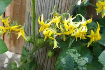 Should You Pick The First Flowers Off Tomato Plants? (Detailed Answer)