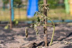 tomato plant wilting after transplant