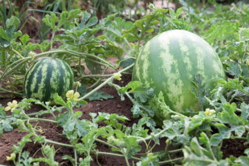 8 Watermelon Growing Stages You Need To Know (Solved)