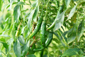 when are serrano peppers ready to pick