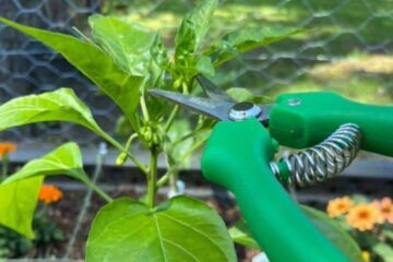 When Is It Too Late To Prune Pepper Plants? (Exact Time)