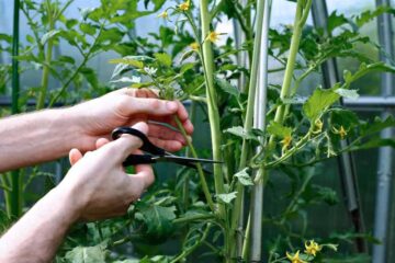 When To Stop Tomato Plants Growing: Important Note