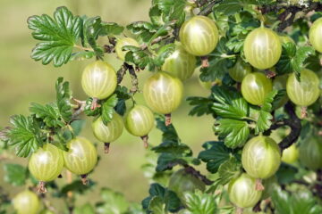 Why Are Gooseberries Illegal? (Explained)