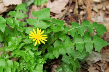 Top 5 Weeds That Look Like Dandelions: Distinguish And Eliminate