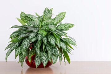 How To Care For Chinese Evergreen?