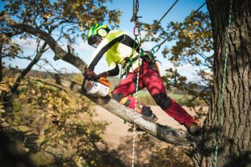 A Beginner’s Guide To Arborist Gear