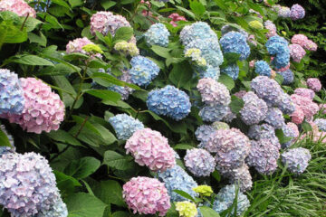 Can Hydrangeas Grow In Full Shade? (A Single Cultivar)