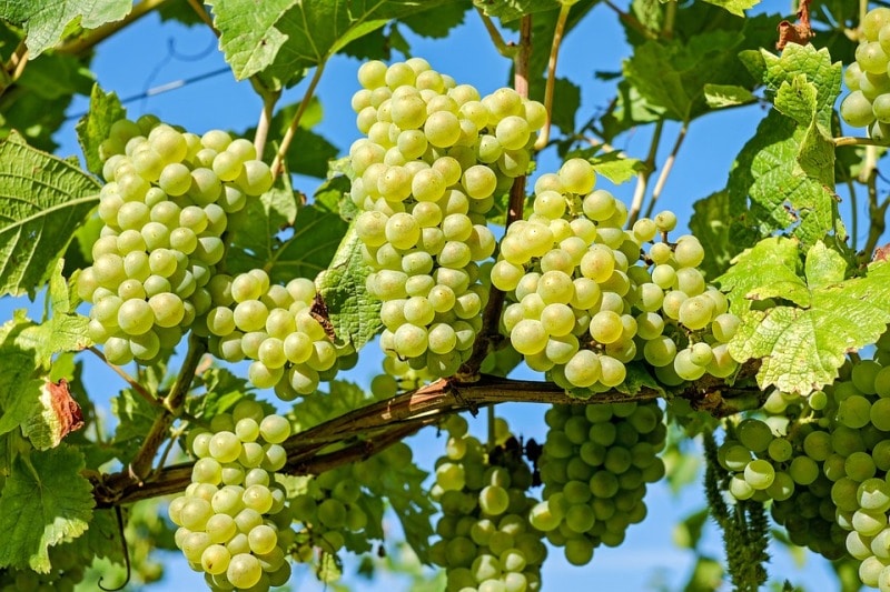 grow grapes hydroponically 1